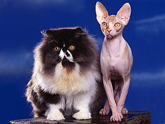 The Odd Couple, Persian and Sphynx
